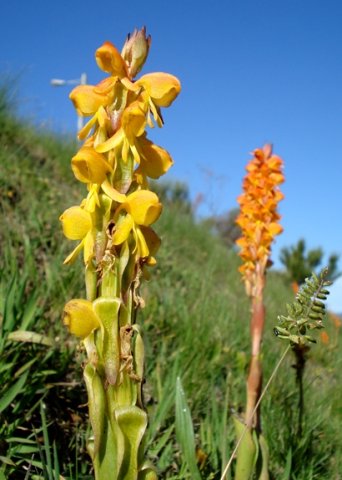 Satyrium coriifolium flower colours